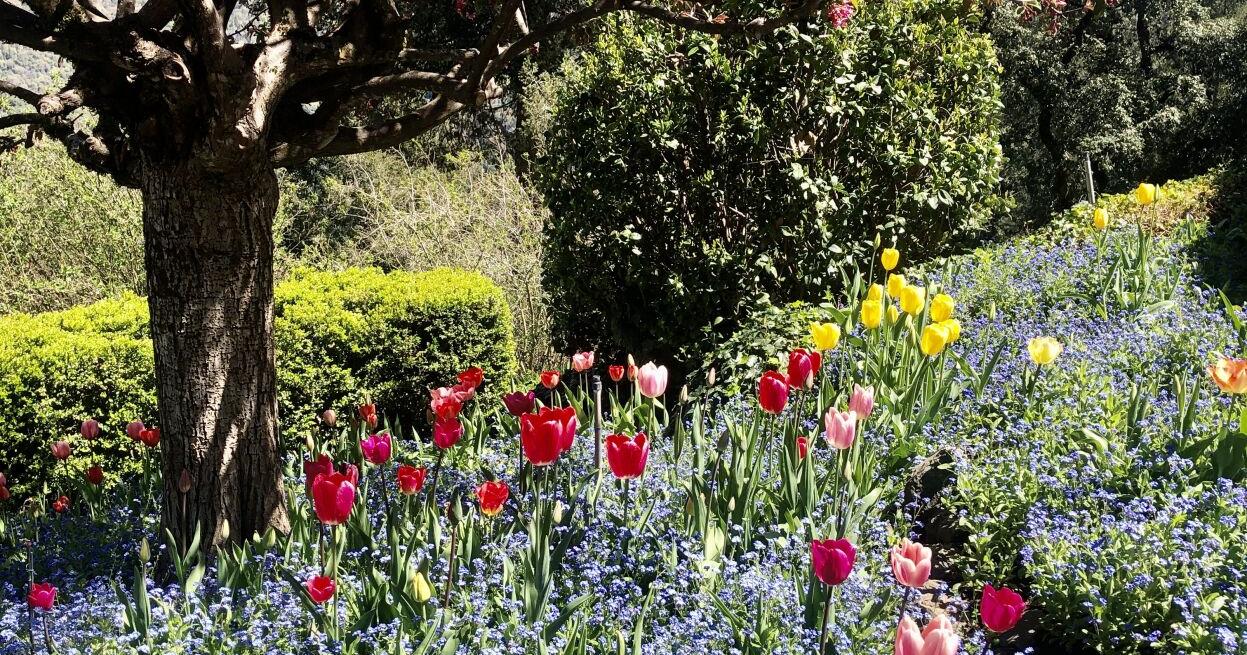 Daydreaming: Ananda's Crystal Hermitage Garden is bursting with color - Vimarsana News