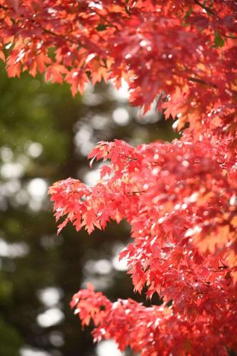 Al Stahler: Autumn leaves