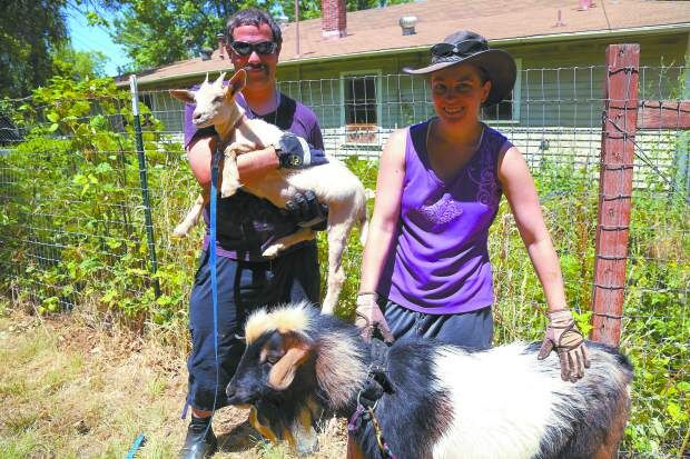 Goats clear brush at Grass Valley creek, News