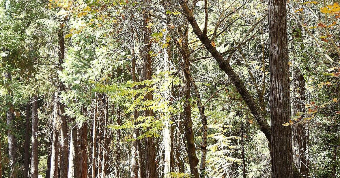Extension of Wolf Creek Trail approved by council - Vimarsana News