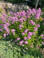 Melinda Myers: Winning perennial plant adds color and fragrance