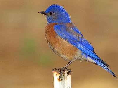 We’ve got them surrounded: Audubon Society installs bluebird nest boxes around jail facility