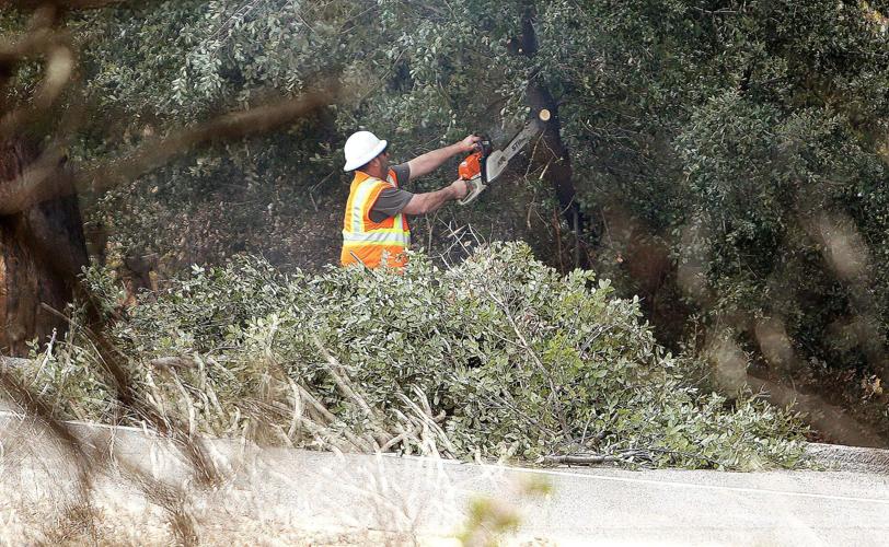Tree branch trimming underway along the Golden Center Freeway (PHOTOS) News