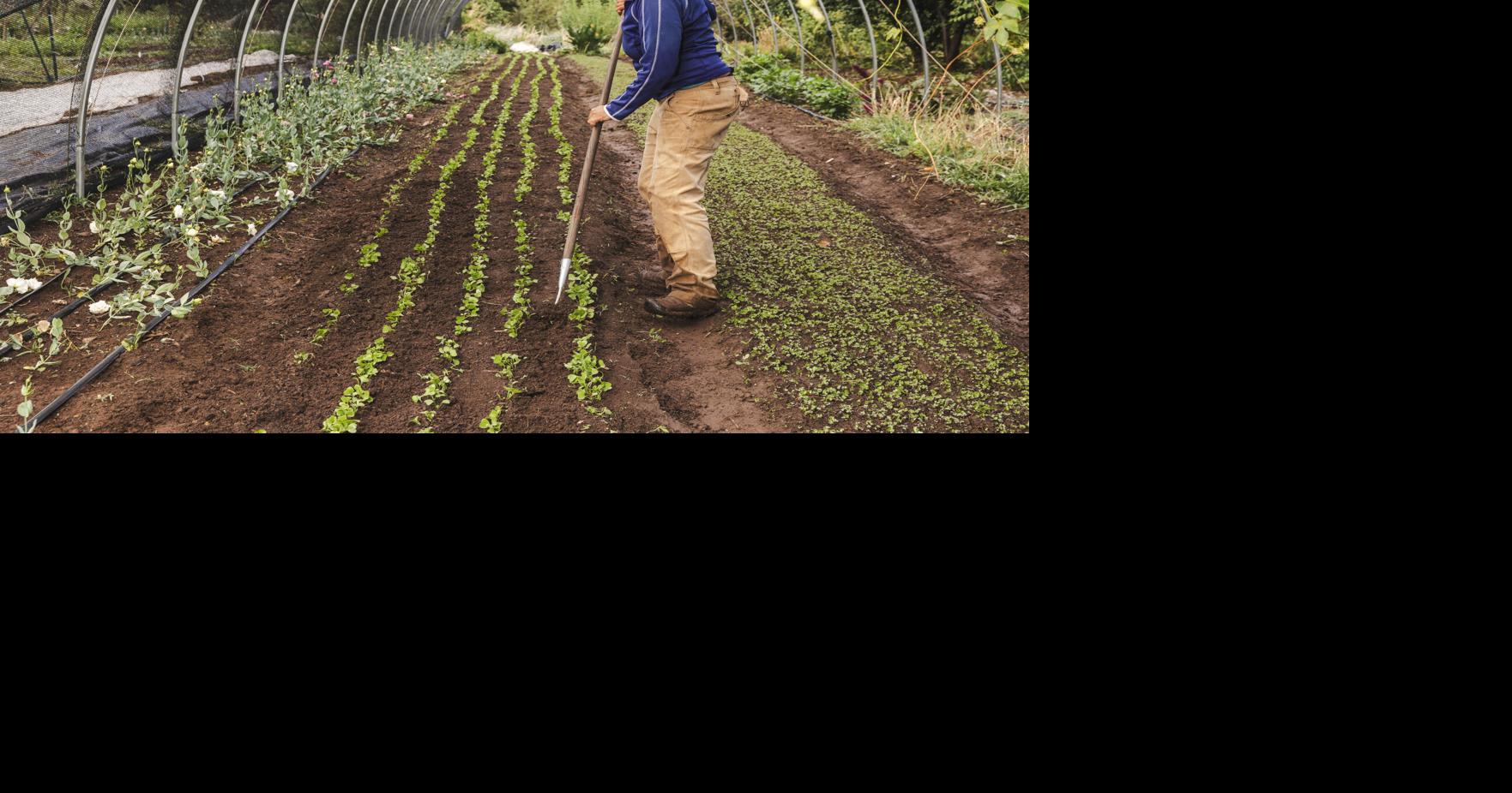 What's the CSA?: Community Supported Agriculture makes for showcase of Nevada County grown