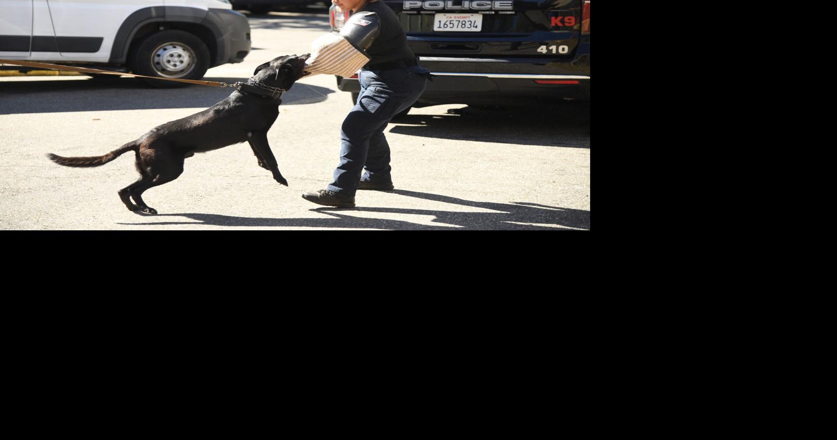 Dangerous dogs mean you could have to pick up your own mail: Grass Valley Post Office gets serious about dog bites