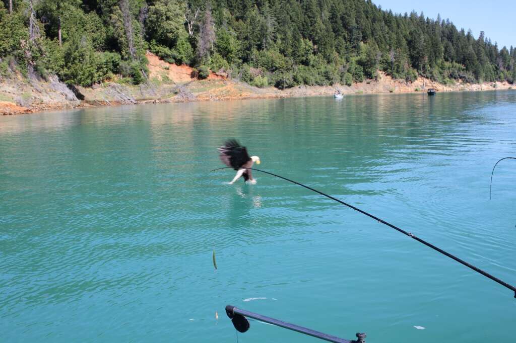 Denis Peirce: Winter bassing at Bullard's Bar