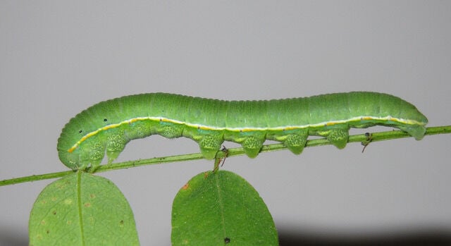 Critter Chat searches for the California state insect: California ...