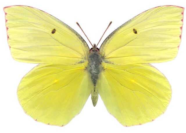 Critter Chat searches for the California state insect: California ...