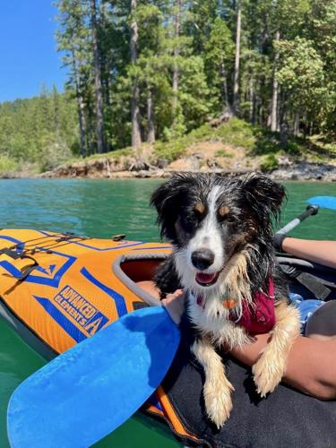 Dogs like to kayak Scotts Flat too, News