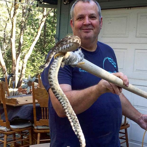 'Rattlesnake Wrangler' helps relocate venemous snakes in Nevada County |  News 