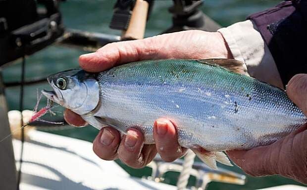 Denis Peirce: Whiskeytown Lake kokanee fishing — Kokanee are sockeye salmon  planted in freshwater lakes, Entertainment