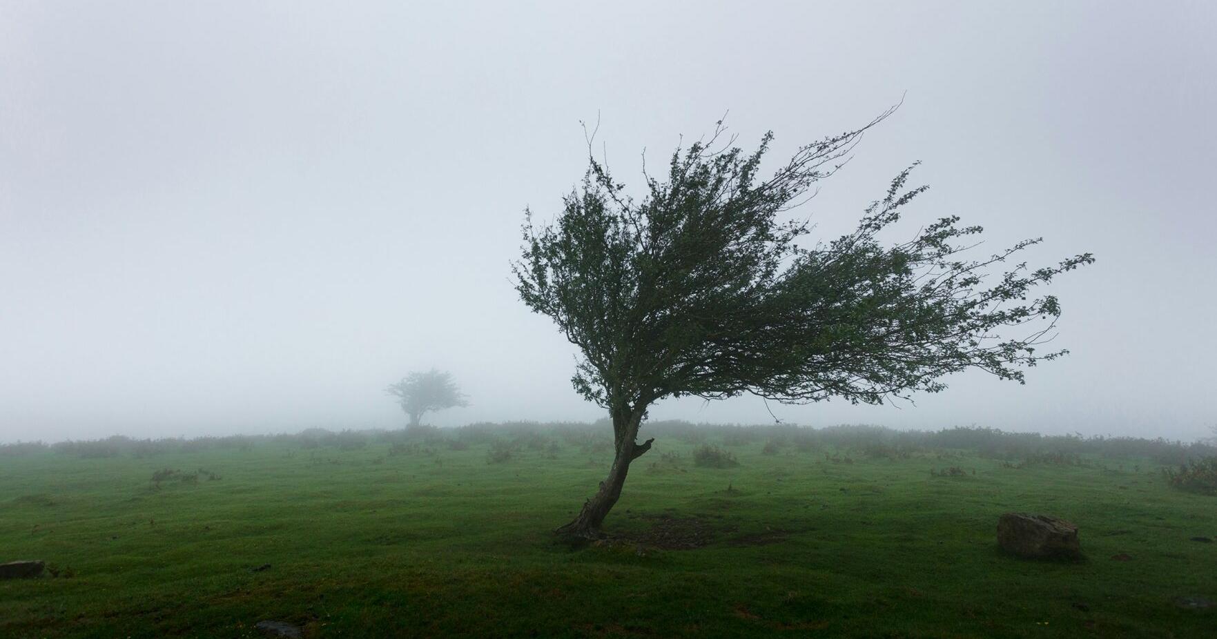 Doreen Fogle: Do not stake the trees! - Vimarsana News