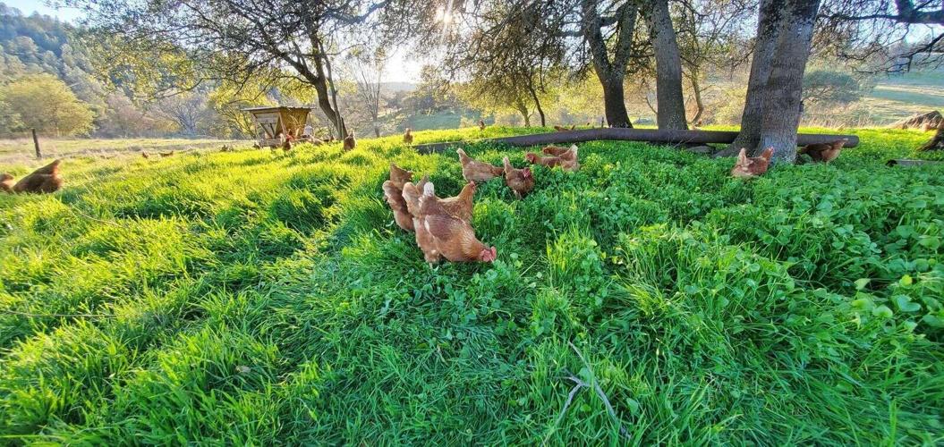 How to eat happy meat Animal welfare certifications explained Farm