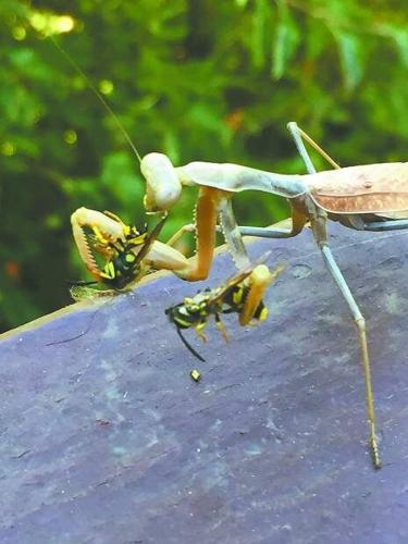 Nevada Reno Mantis Nevada County Captures: Praying mantis; Local sunsets | News | theunion.com