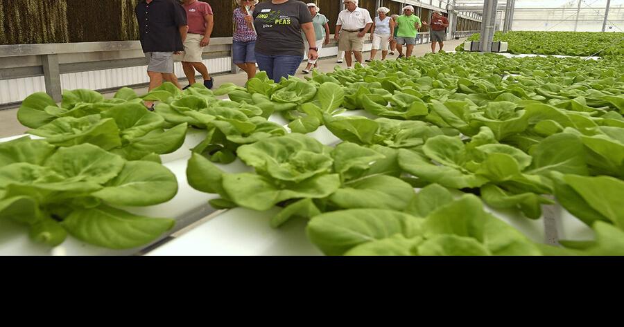 New ways to get your greens