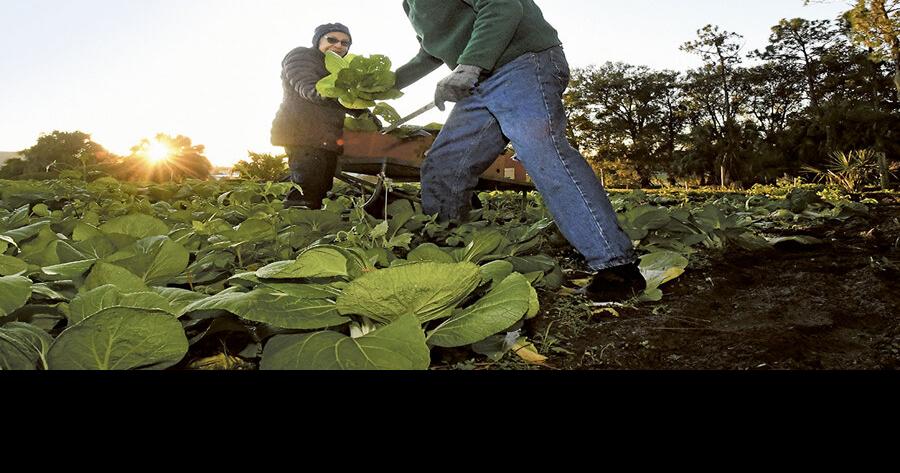 Meet the army tackling our region’s food crisis