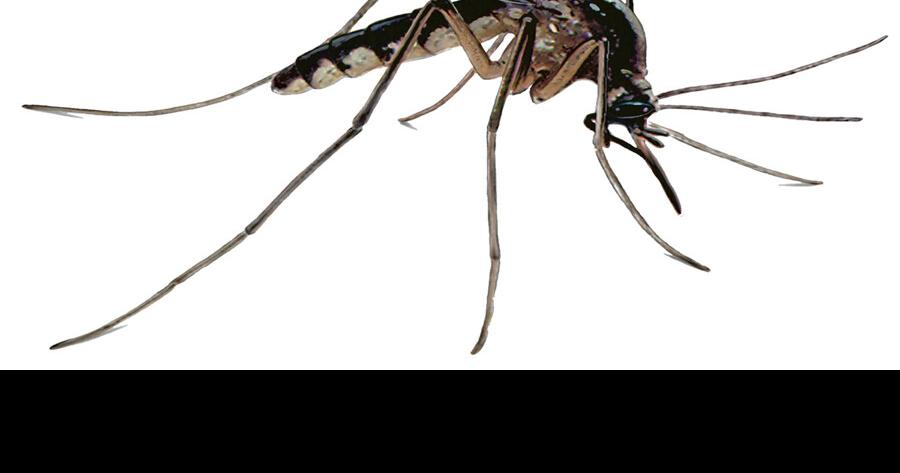 Local experts urge caution amid rise of mosquito-borne illness