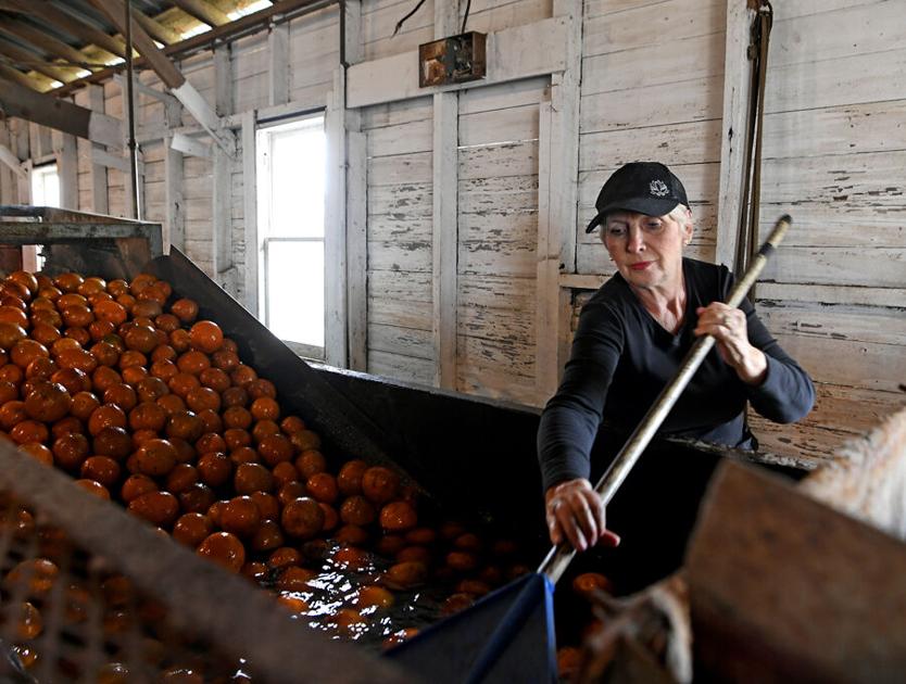 Demand outstrips supply of oranges