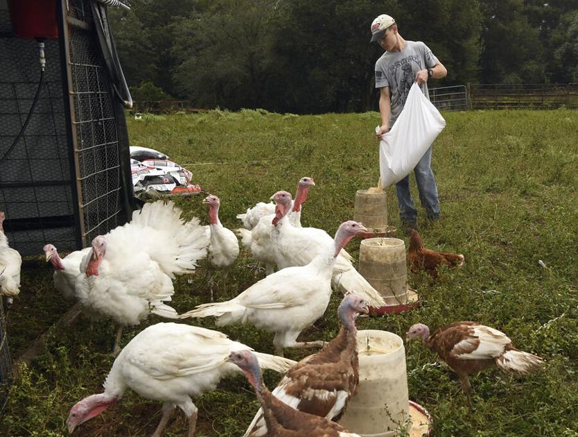 Turkey farmers prepare for holidays