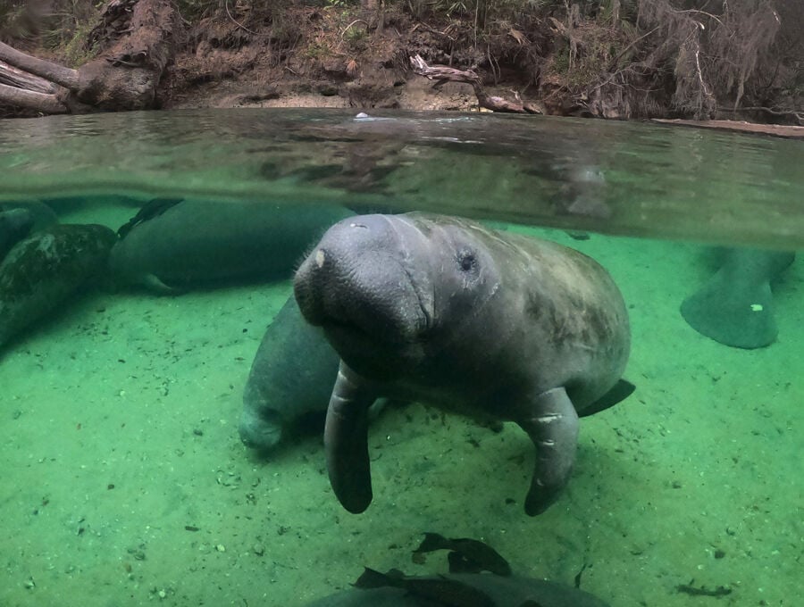 Scientists Keep Busy Tracking Manatees News The Villages Daily Sun Thevillagesdailysun 