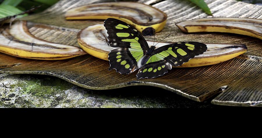 Landscape buffs venture up to Butterfly Rainforest