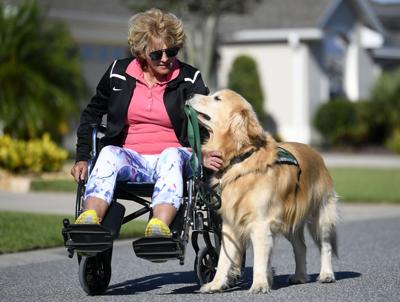 Rollins The Golden Puppy Raiser Spurred By Tragedy To Train Service Dogs In Today S Daily Sun The Villages Daily Sun Thevillagesdailysun Com