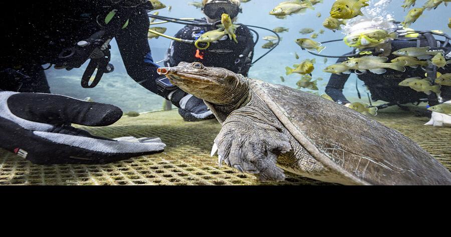 Clubs prepare for adventure this summer