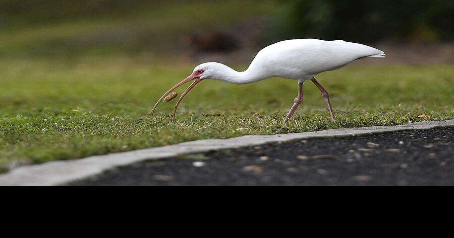 Officials explain dangers of feeding wildlife
