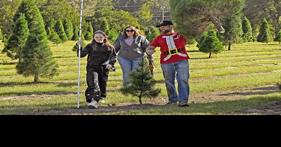 Christmas tree farms offer festive family fun
