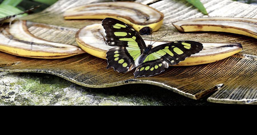 Plan a visit to the History Museum&rsquo;s butterfly rainforest