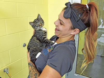 Lake shelter waives animal adoption fees for veterans