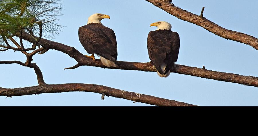 The Birds flying high entering NFC Championship Game: A brief