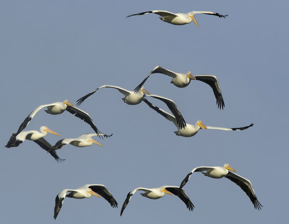 The Birds flying high entering NFC Championship Game: A brief