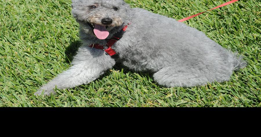 Village Santo Domingo dog celebrates 15th birthday