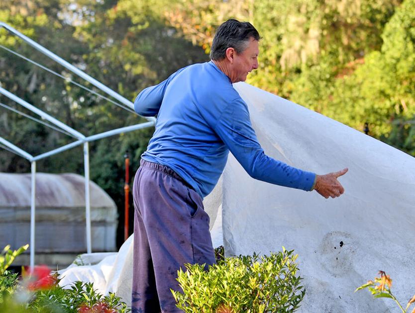 Farmers shield crops from cold weather