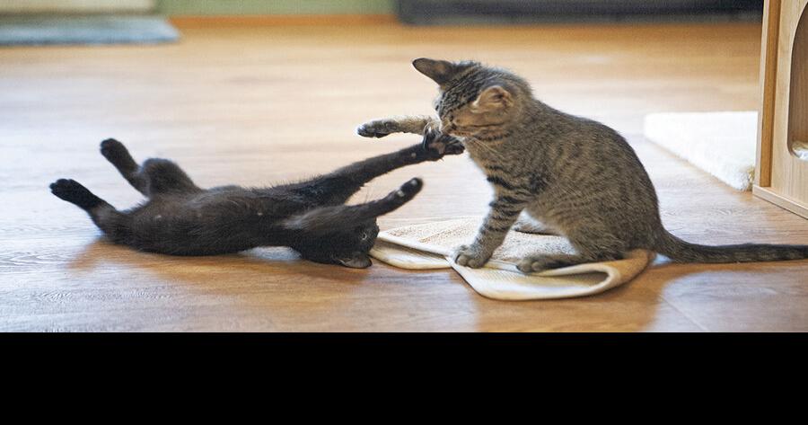 Recreation, residents collecting for Humane Society