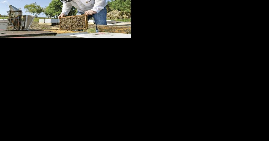 Florida beekeeping is going strong despite challenges - Vimarsana News