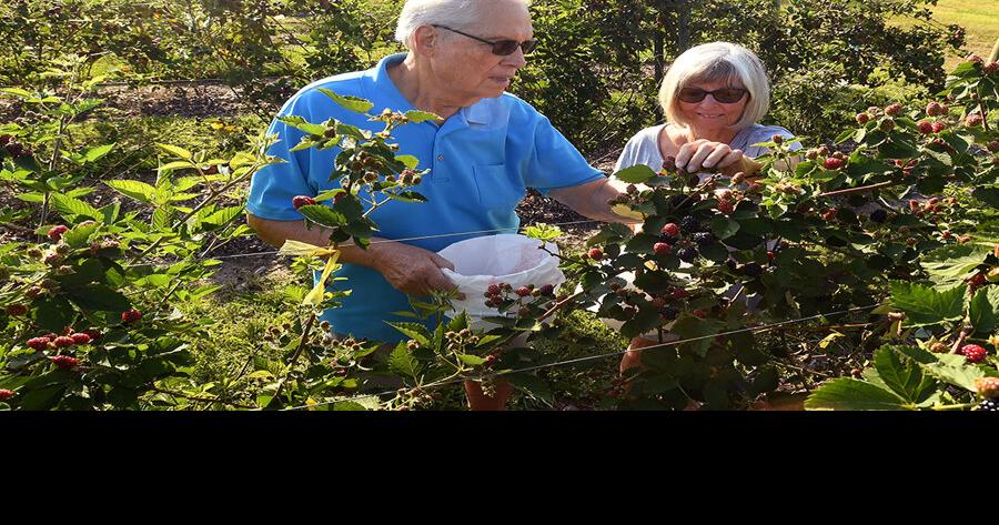 Early summer crops bring sweet delight