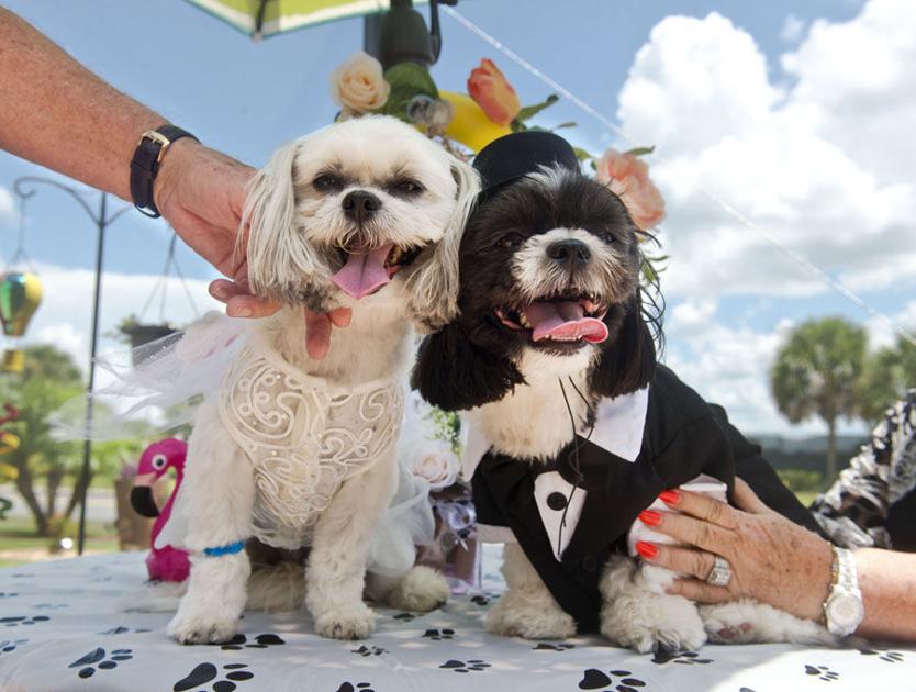 Local pups pronounced life partners