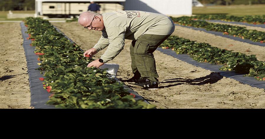 Strawberry season occupies unique niche