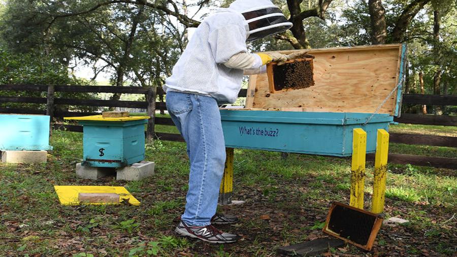 Veterans protect national food security by becoming beekeepers