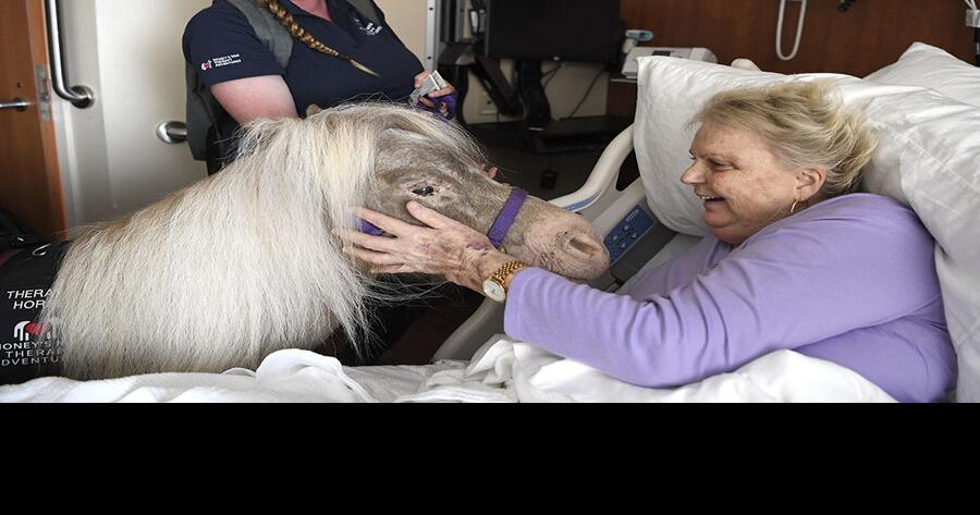 Mini horses return to The Villages Hospital