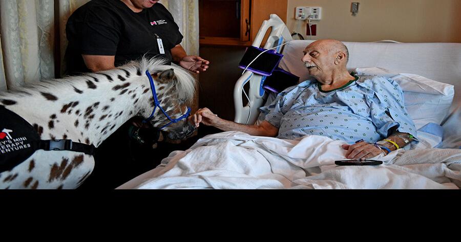 Tickets available for mini horse therapy gala