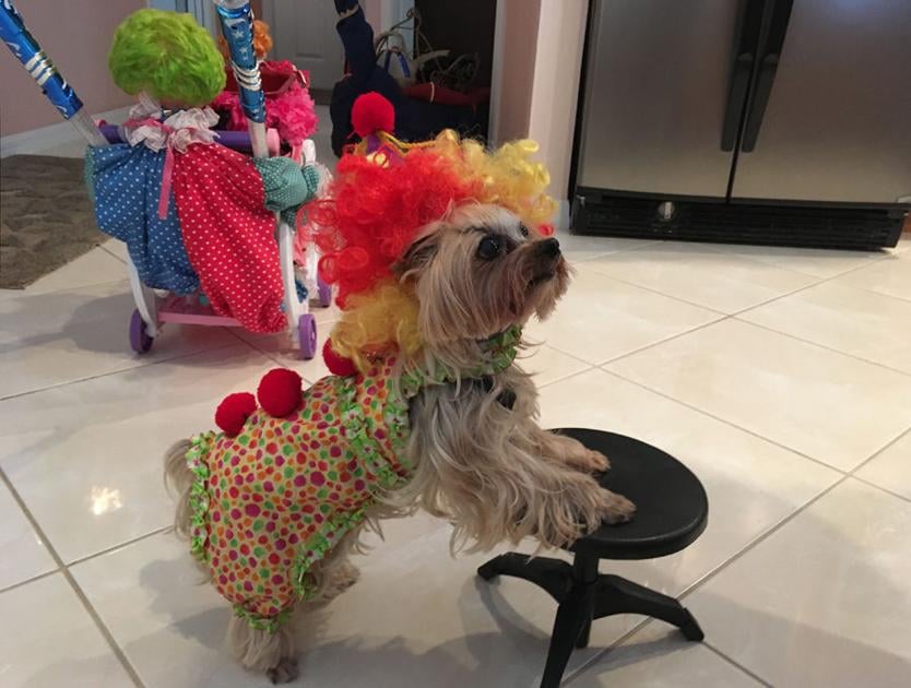 Therapy dog blesses every traveling circus