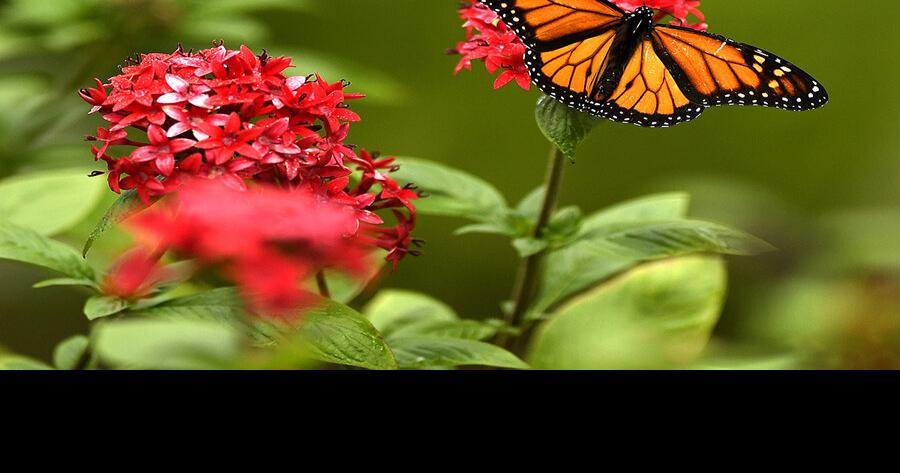 Florida set to see monarch butterfly migration