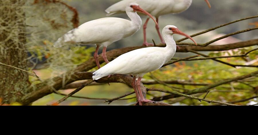 Officials strongly discourage giving wild animals food