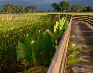 Boardwalk at Sharon Wiechens Preserve