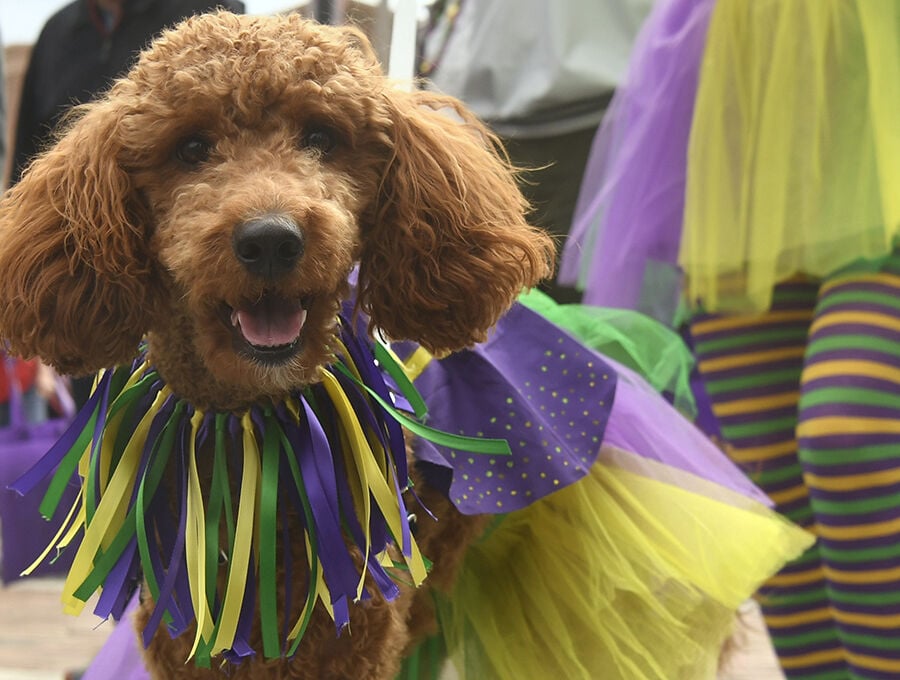 mardi gras in the villages fl