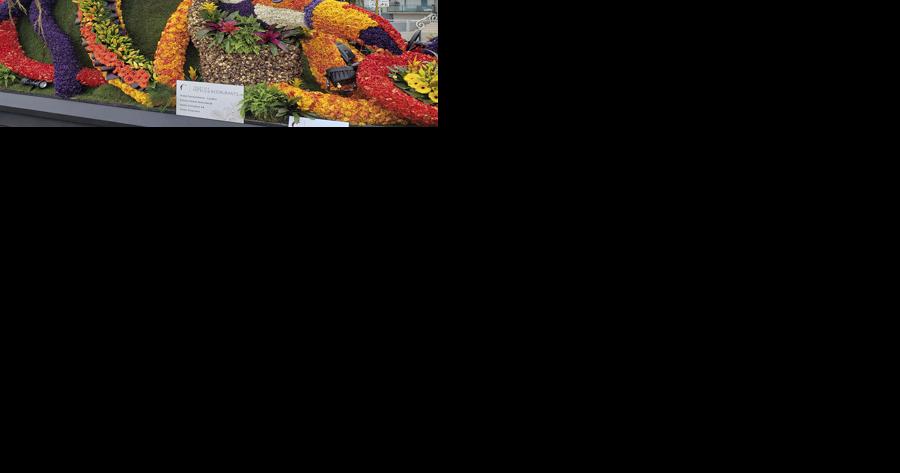 Spring flowers in Netherlands charm Villagers - Vimarsana News