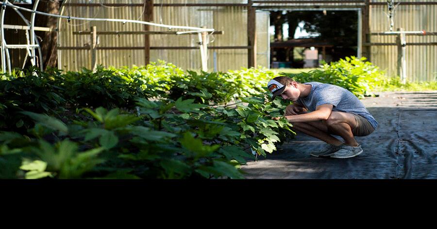 Jamaican sorrel might benefit Florida farmers